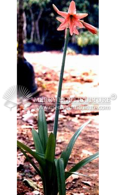 Hippeastrum reticulatum 'orange'